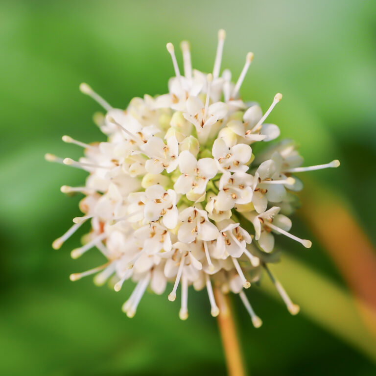Żylistek wysmukły (deutzia gracilis) - wygląd, uprawa i pielęgnacja