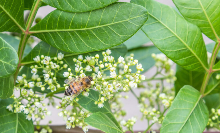 Żylistek (deutzia) w ogrodzie - uprawa, odmiany, pielęgnacja i wymagania