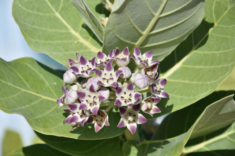 Jagoda kamczacka (Lonicera caerulea) - uprawa i wymagania