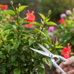 Przycinanie hibiskusa – jak i kiedy to robić?