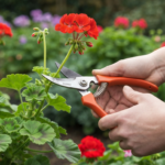 Jak przycinać geranium? Praktyczny poradnik